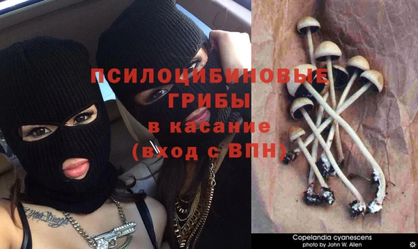 ПСИЛОЦИБИНОВЫЕ ГРИБЫ Каменногорск